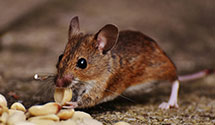 24 Hour & Emergency Exterminators in Frogmore, SC